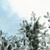 001_rouze_frondaison02.jpg