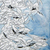 008_rouze_arbre10.jpg